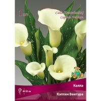 Калла Кэптин Вентура