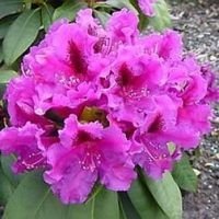 Рододендрон гибридный Азурро