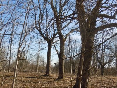 Усадебный парк