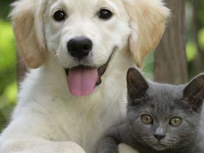 Как обеспечить уход за питомцем, пока вы в отпуске? Зоогостиницы и ситтеры