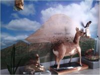 Акбулакский историко-краеведческий музей им. И. П. Редько