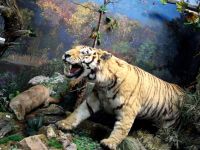 Музей истории г. Дальнереченска