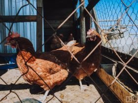 День сайылыка в Якутии: прогулка по летней ферме в Намском улусе