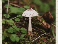 Деревянная брошка Дворникова А. "Гриб-зонтик"