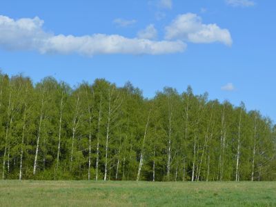 Священная роща