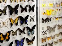 Зоологический музей МГУ им. М. В. Ломоносова