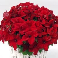 Петуния грандифлора Капри Ред (уп-250драже) профессиональные семена