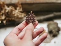 Деревянная брошка Дворникова А. "Шишка"