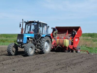 Правительство утвердило новые субсидии для картофелеводов и овощеводов