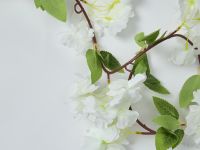 Ветвь Eternal Garden II