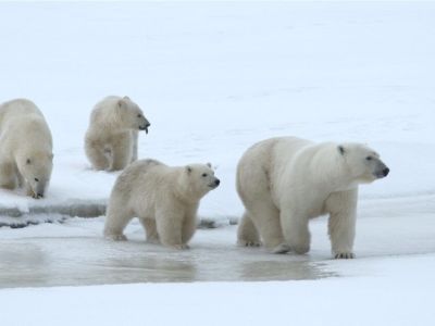 Редкое семейство белых медведей заснял якутский режиссер