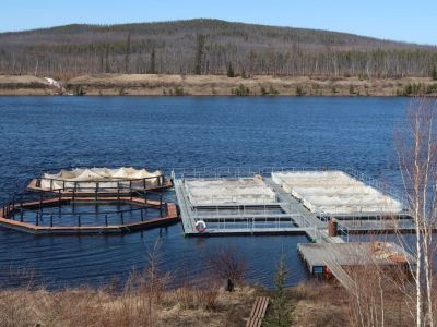 На инвестфоруме представят проект рыбоперерабатывающего цеха и осетрового корпуса