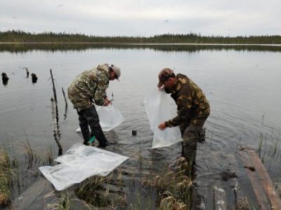 АЛРОСА начала ежегодную работу по зарыблению водоемов Якутии