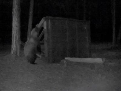 Заяц и медведь наведались на подкормочную площадку нацпарка «Ленские столбы»