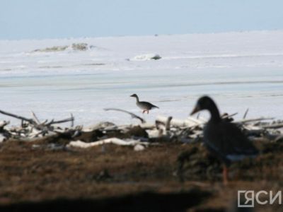 Охотники Якутии смогут получать лицензии на добычу водоплавающей дичи круглый год