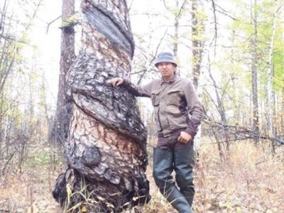 ФОТОФАКТ. Необычная лиственница в селе Ударник Томпонского района