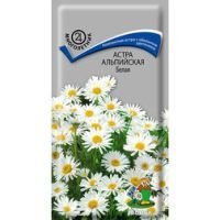 Астра альпийская Белая