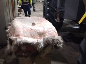 Найденного в тундре птенца стерха примет зоопарк «Орто Дойду» в Якутске