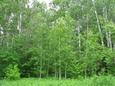 Священная роща