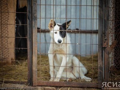 В России создают порядок предотвращения нападений собак на людей