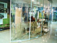 Копейский краеведческий музей