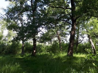 Парк усадьбы Кузнецова пейзажной планировки