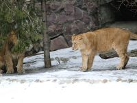 Московский зоопарк