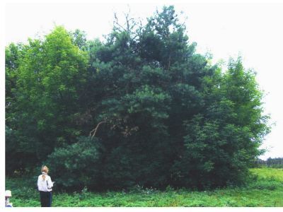 Священная роща