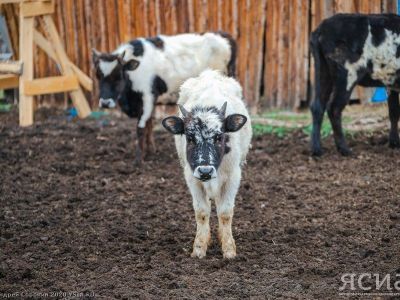 Ученые назвали мясо якутской коровы самым полезным для сердца типом говядины