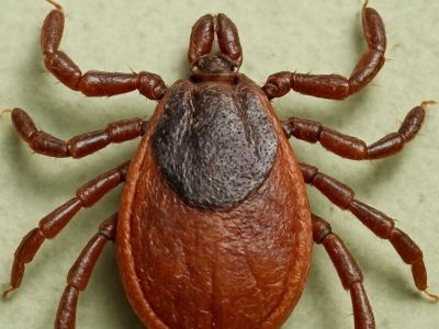 В Ленском районе зафиксировано 49 укусов клещей