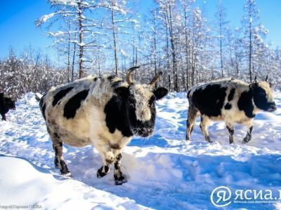 Видео: коровы якутской породы весело резвятся на морозе