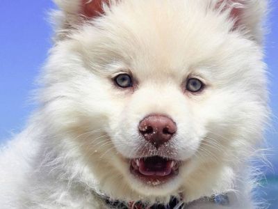 С заботой о ваших собаках: Роскачество проверило корм для собак