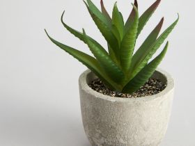 Суккулент Terni II