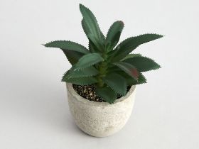 Суккулент Terni I