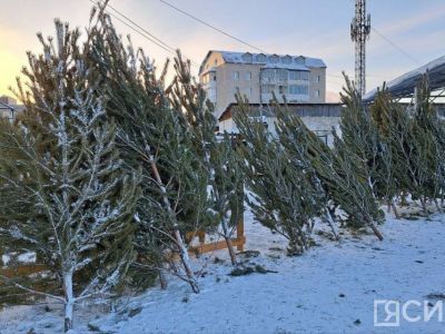 В Якутске стартовала продажа натуральных ёлок