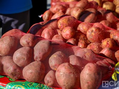 В Якутии собрали более 41 тысячи тонн картофеля