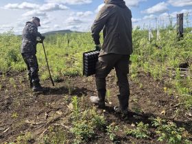 «Полюс Алдан» высаживает новый лес