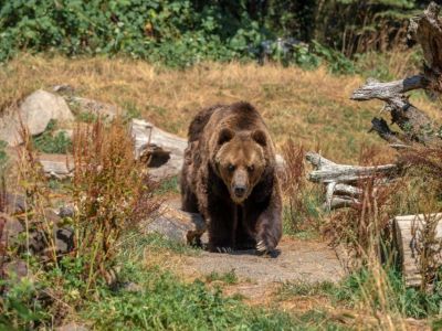 В Якутии к ягодникам нагрянул медведь