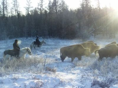 В якутском парке «Тумара» провели зимний отгон лесных бизонов