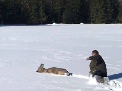 Видеофакт: в Якутии мужчина протоптал косуле дорогу до лесной опушки