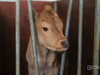 В сельском хозяйстве Якутии завершается зимовка скота и лошадей