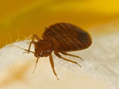 Специалист рассказал, чем могут быть опасны пятизвездочные отели