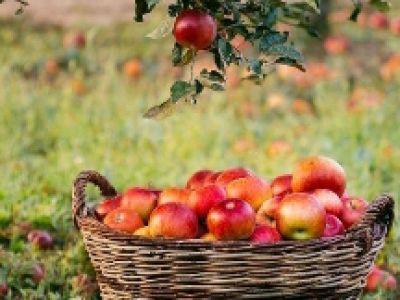 Осенины. Молодежная программа