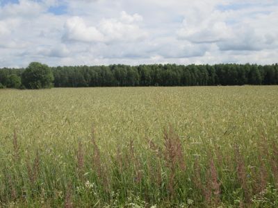 Памятное место, где в 1942 г. находился партизанский аэродром