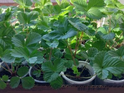 Как и когда сажать рассаду в Якутии: советы опытного садовода