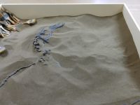 Котельничский палеонтологический музей