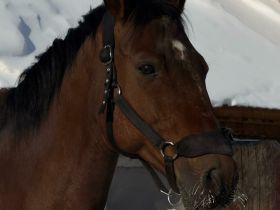 Якутский кинопродюсер спас скакуна от убоя и сделал его главной звездой фильма