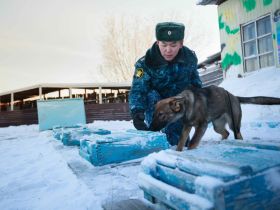 Новые щенки начнут службу в УФСИН Якутии