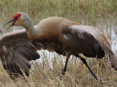 Видео: пару канадских журавлей запечатлели в природном заказнике «Кыталык» в Якутии