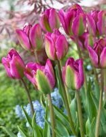 Тюльпан Найт Райдер 1 уп. (6шт.)